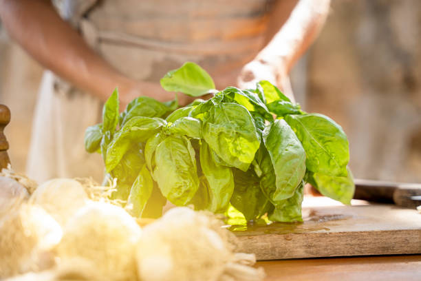 bunch of fresh basil for Genoese pesto sauce cooking outdoors