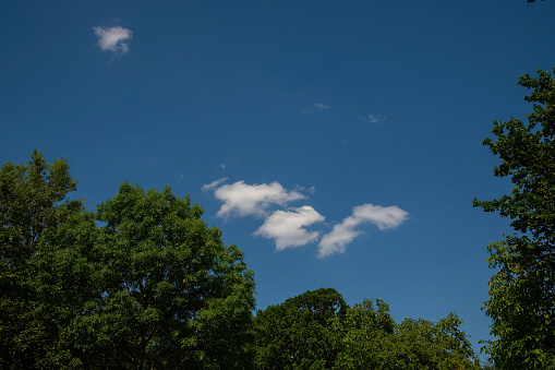 Fragment of the sky partly covered with cumulus and storm clouds over the tree tops, panoramic view
