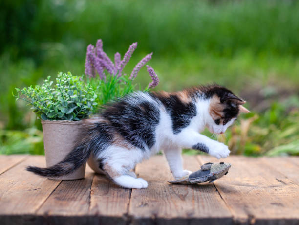 Little colorful kitten playing and enjoys with fish at back yard garden stock photo
