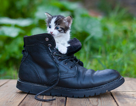 Sweet Little Kitty Cat in a Big Shoe
