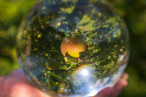 Beautiful close up view of apple fruit though crystal ball. Sweden.