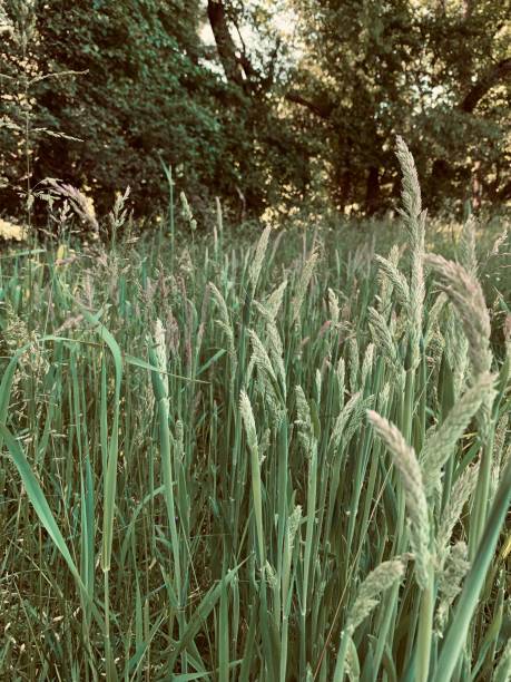 istock Meadow at Hartwood Acres in Pittsburgh 1338525092