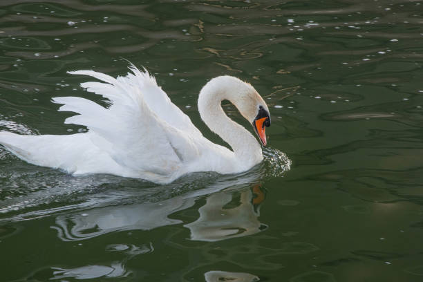 белый лебедь в реке - water surface standing water swan mute swan стоковые фото и изображения