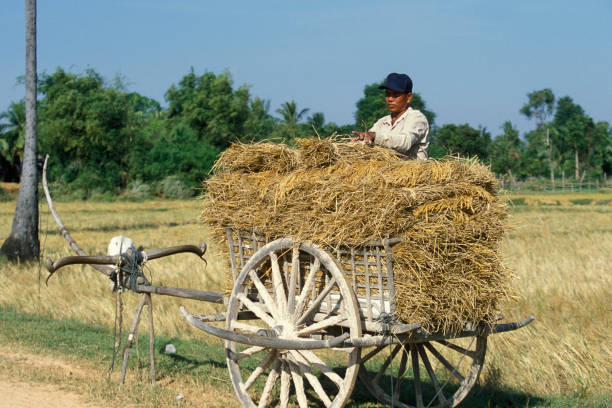 a Ox Cart at a rice Field near the city of Phnom Penh of Cambodia.  Cambodia, Phnom Penh, February, 2001