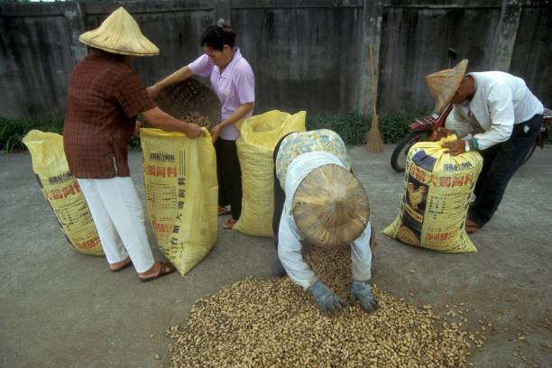 Farmer earn Peanuts at a peanut plantation naer the City of Hualien on the east coast in Taiwan of East Aasia.   Taiwan, Taipei, May, 2001