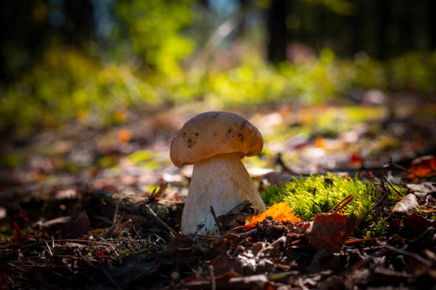 istock mushroom grow in coniferous and moss forest 1338526658