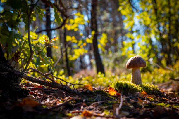 istock mushroom grow in moss and coniferous wood 1338526672