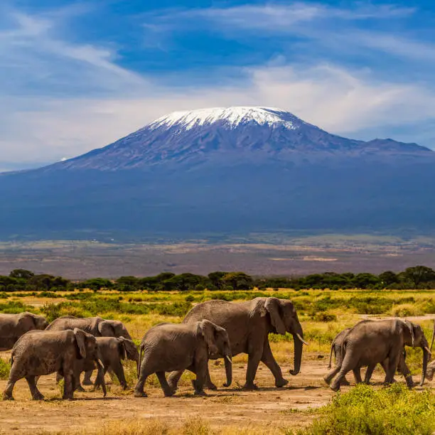 African elephants walking in the savannah, Mount Kilimanjaro on the background, southern Kenya, Africa