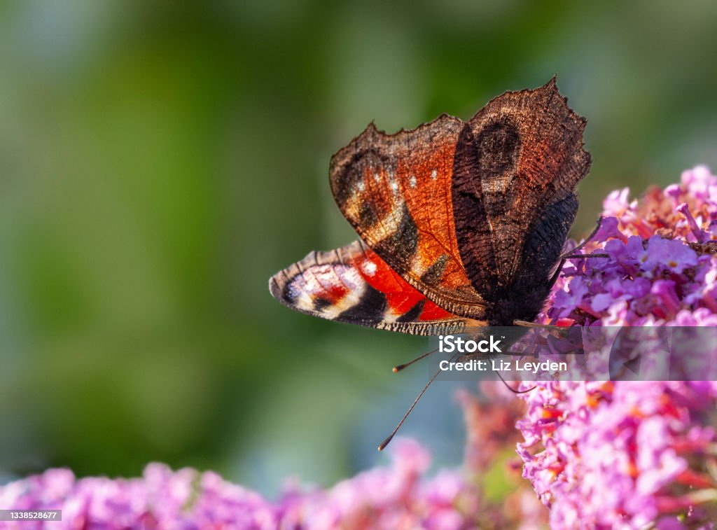 Peacock Butterfly, Aglais io, nectaring on Buddleja European Peacock Butterfly, Aglais io, feeding on nectar from Buddleja flowers. Shallow dof, focus on the butterfly's eye. Animal Stock Photo