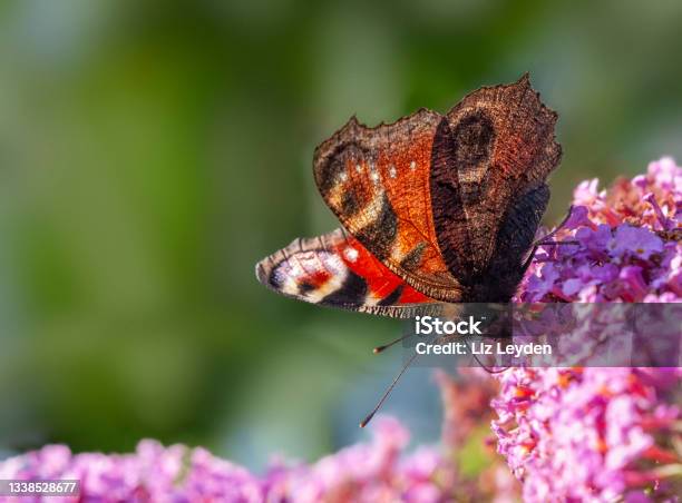 Peacock Butterfly Aglais Io Nectaring On Buddleja Stock Photo - Download Image Now