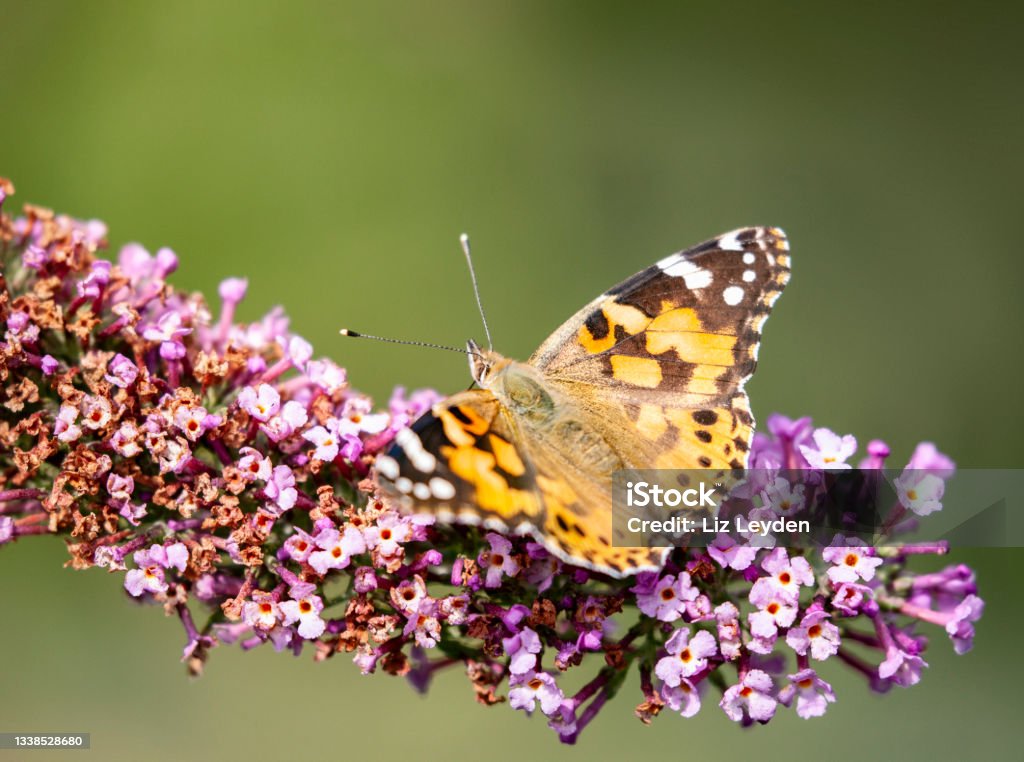 Painted Lady butterfly feeding from a Buddleja flower A Painted Lady Butterfly, Vanessa cardui, nectaring from a Buddleja flower. Shallow depth of field, focus is on the eye of the butterfly. Animal Stock Photo