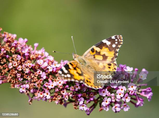 Painted Lady Butterfly Feeding From A Buddleja Flower Stock Photo - Download Image Now