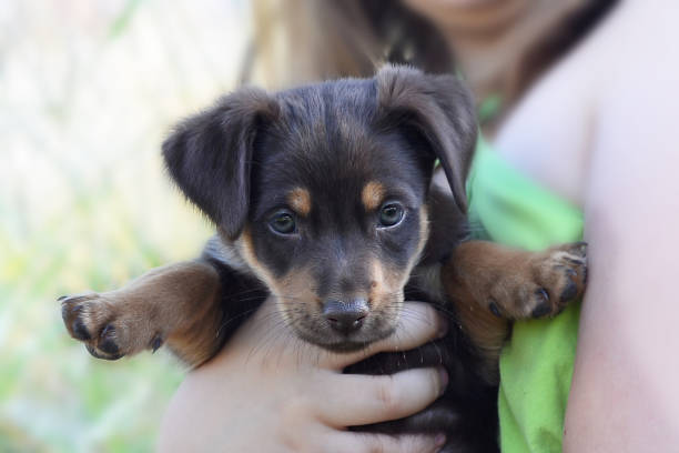 istock Doberman puppy presentation. doggy face with a cute sad look,selective focus on eyes 1338529412