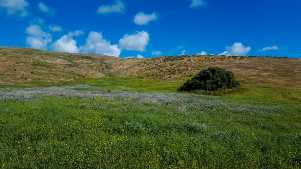 istock Landscape - Hilly wide open field with blue sky and white clouds. 1338529592