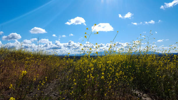 istock Open field of wild mustard plants. 1338529615