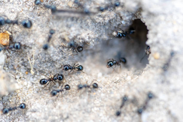 istock hole in the sand formed by ants forming an anthill. 1338531338