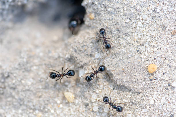 istock hole in the sand formed by ants forming an anthill. 1338531339