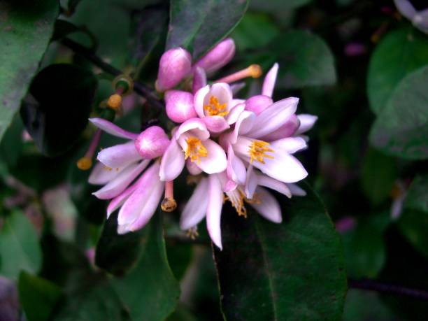 lemon flower plant