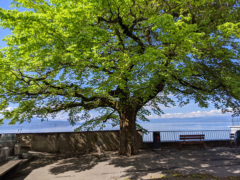 Shade tree and picnic bench at overlook and viewpoint in Grandvaux in Bourg-en-Lavaux neighborhood overlooking the Lavaux vineyards along Lake Geneva Switzerland.