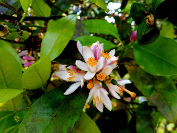 istock lemon flower plant 1338532423