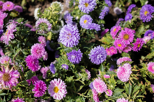 Flowers of China Aster, Annual Aster (Callistephus chinensis Nees)