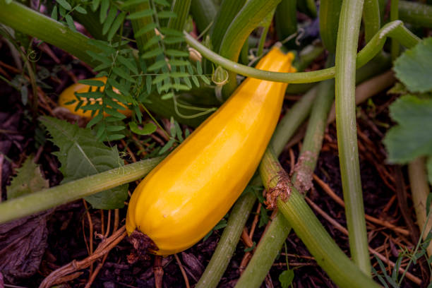 istock Yellow zucchini on the ground 1338537076