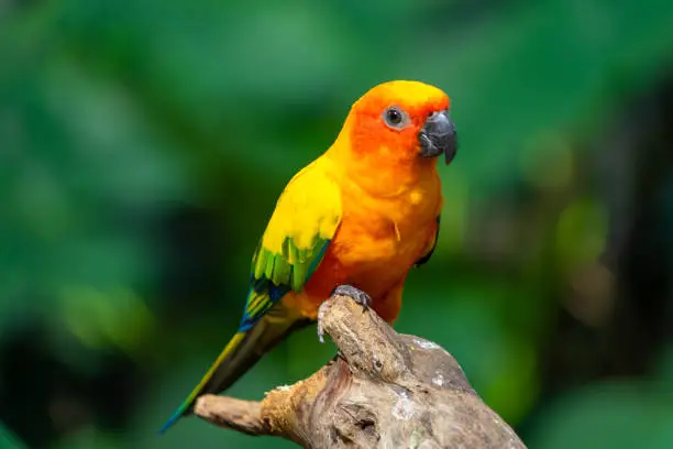 Photo of Sun conjure parrot with selective focus background and copy space