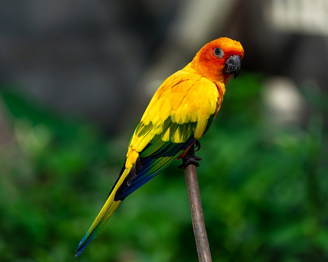 Beautiful colorful sun conure parrot birds. Aratinga solstitialis - exotic pet adorable. Selective focus