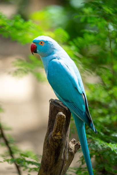 istock Blue Indian Ringneck Parakeet with selective focus background and copy space 1338538143
