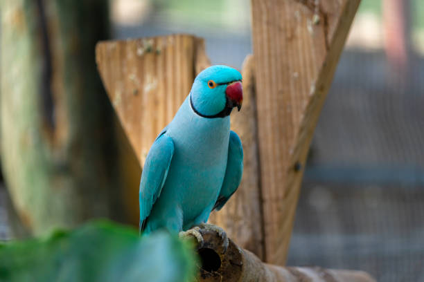 istock Blue Indian Ringneck Parakeet with selective focus background and copy space 1338538685