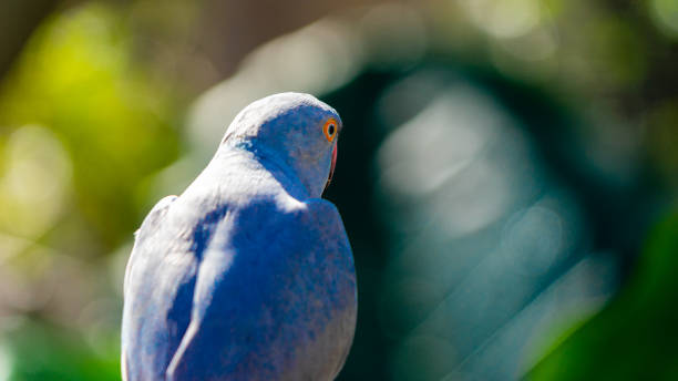 istock Blue Indian Ringneck Parakeet with selective focus background and copy space 1338538701