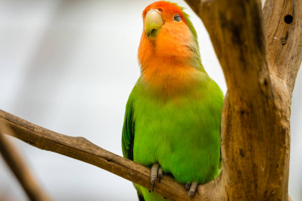 istock Love birds, jay day conjure. parrot with selective focus background and copy space 1338538710