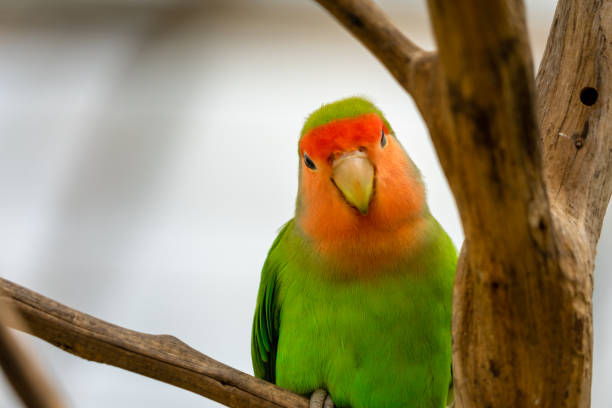 istock Love birds, jay day conjure. parrot with selective focus background and copy space 1338538716