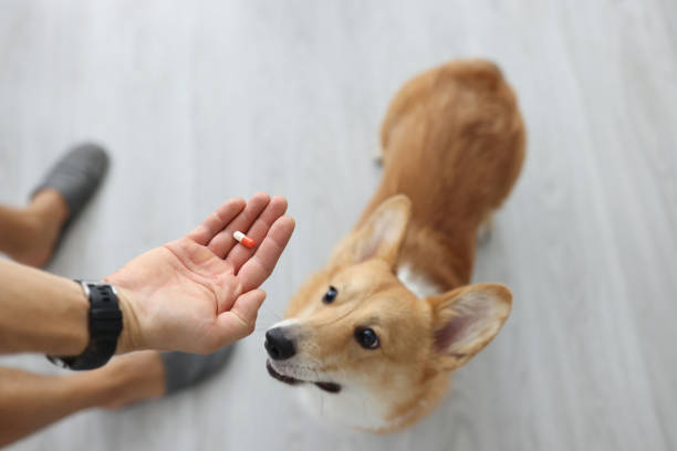 istock Owner hands medical capsule to small dog 1338538862