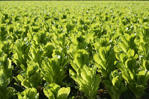 istock Green lettuce country in Spain 1338540297
