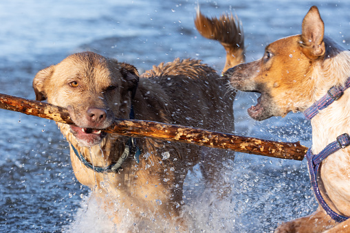 Two dogs playing with a stick in the water