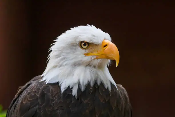 Bald Eagle close-up of head.