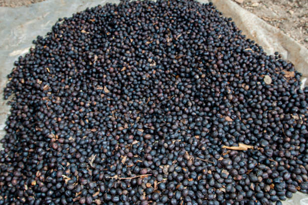 istock Pile of Coffee Beans Drying in the Sun 1338546648