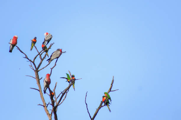 bandada de nativos australianos galah y rainbow lorikeet descansando encaramados en un árbol muerto, melbourne, victoria - beak biology bird multi colored fotografías e imágenes de stock