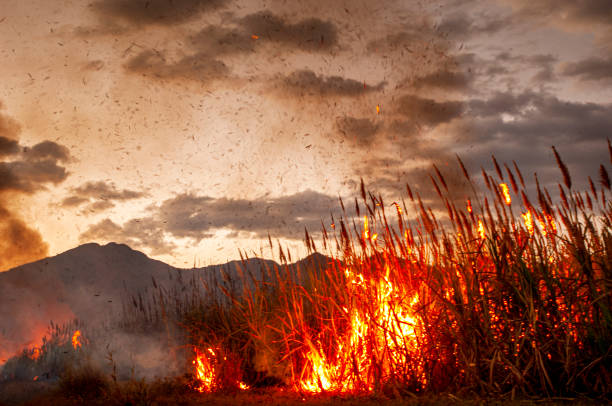 Central America Sugar Cane Field on Fire