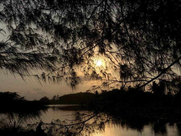 istock The twilight sun shines through the leaves 1338549369