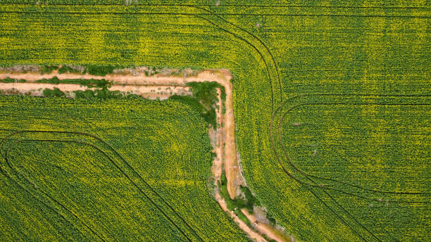 istock Drove view over yellowing, flowering Canola fields with tracks running thru and bordered by native Australian trees, Victoria 1338551383