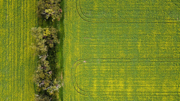 istock Drove view over yellowing, flowering Canola fields with tracks running thru and bordered by native Australian trees, Victoria 1338551385