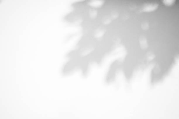 istock Abstract natural tree leaves shadow on white wall background 1338553718