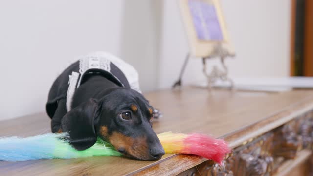 Sad dachshund dog in maid dress with brush on mantelshelf