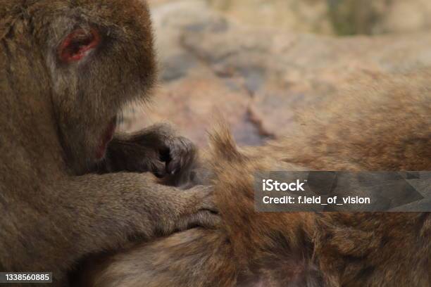 Macaque Monkeys Grooming Eachother In A Monkey Display In A Botanical Gardens Launceston Tasmania Stock Photo - Download Image Now