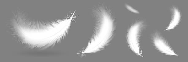 Set collection of realistic fying fluffy soft feather in different position with shadow silhouette blurred defocused feather from far. Set collection of realistic fying fluffy soft feather in different position with shadow silhouette blurred defocused feather from far. Vector illustration feather stock illustrations