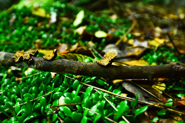 istock mushroom in the forest 1338574989