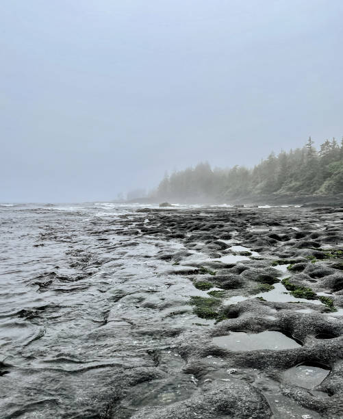 istock Coastline of Botany Bay, Port Renfrew 1338584344