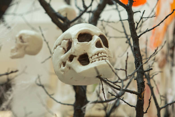 istock A human skull side view on the branches of a tree, from which a spider's web hangs. 1338589447
